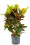 Croton codiaeum petra Hydrokulturpflanze