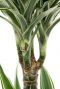 Dracaena Warneckei