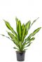 Dracaena burley Drachenbaum  pflanze