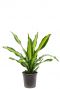 dracaena burley pflanze