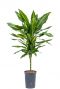 Dracaena cintho hydrokulturpflanze