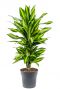 Dracaena cintho plant 3