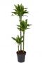 Dracaena golden coast zimmerpflanze