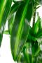 Dracaena hawaiian sunshine blad 2