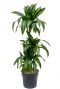 Dracaena hawaiian sunshine Pflanze