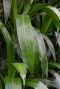 Dracaena janet lind zimmerpflanze 2
