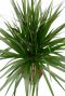 Drakenbloedboom met rood streepje in blad 1