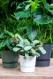 Elho-greenville-kunststoffblumentopfe-fur-den-aussenbereich 6
