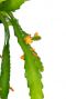 Epiphyllum dietmar paetz plant