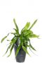 Epiphyllum pumilum plant
