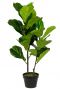 Ficus-lyrata-künstliche-Pflanze-groß-als-Pflanze