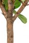 Ficus-lyrata-tabaksplant-stam 1 1