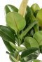 Gummibaum blatt grün