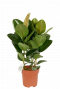 Ficus Robusta - Gummibaum