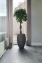 Ficus Zimmerpflanze im Topf