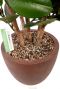 Ficus kunstplant in pot 1