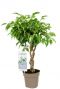 Ficus marole baum pflanze