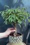 Ficus marole kleiner Baum zimmerpflanze