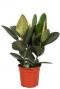 Ficus robusta plant