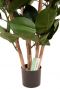 Ficus zijdeplant kopen