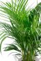 Groene areca palm plant