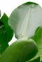 Groot groen blad Strelitzia Nicolai