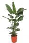 Grosse-strelitzia-zimmerpflanze