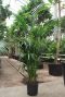 Grote kentia palmen