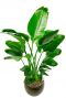 Große Strelitzien-Zimmerpflanze 1