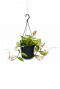 Hoya carnosa tricolor hängepflanze