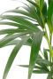 kentia palme blatt