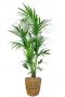 Kentia in bananenmand