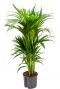 Kentia palme hydrokulturpflanze