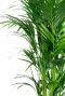 Kentia palm bladeren 1 5
