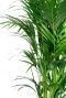 Kentia palm bladeren 1 7