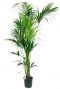 Kentia palm grote kamerplant 1 1
