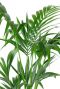 Kentia palm plant 1 1