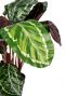 Kunstplant-calathea-roseopicta-blad