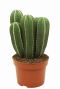 Marginatocereus cactus