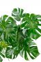Philodendron Monstera Zimmerpflanze frische grüne Blätter 