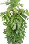Monstera minima blatt 1