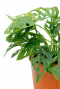 Monstera zimmerpflanze