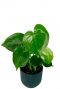 Monstera pflanze im elho topf