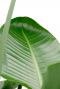 schöne Strelitzia hüpsch Zimmerpflanze 1 