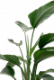schön Strelitzia groß blatt 1