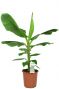 Musa-bananenpflanze-zimmerpflanze