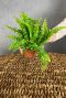 Nephrolepis green lady fern