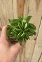 Peperomia fire sparks pflanze