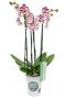Phalaenopsis Kiss - 4 Zweige - Orchidee