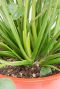 Philodendron xanadu